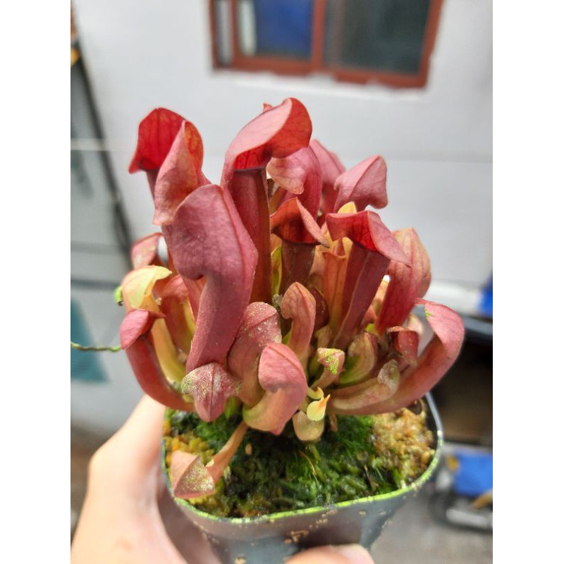 Cây bắt mồi hổ bẫy