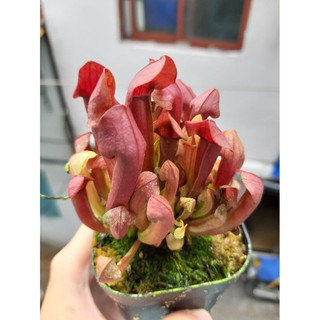 Cây bắt mồi hổ bẫy