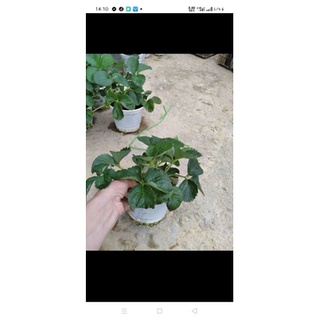 Cây dâu tây chịu nhiệt chậu lớn