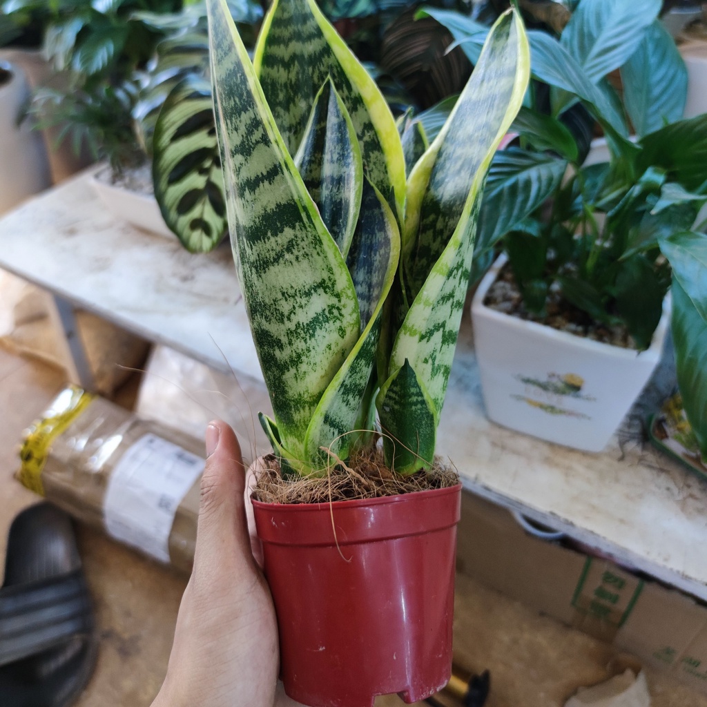 Cây lưỡi viền vàng Trang trí giúp lọc không khí văn phòng, phòng ngủ cao 30-35cm (chậu nhựa)