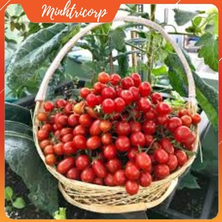 Hạt Giống Cà Chua SUGAR CHERRY NHẬP MỸ ( hủ 10 hạt )