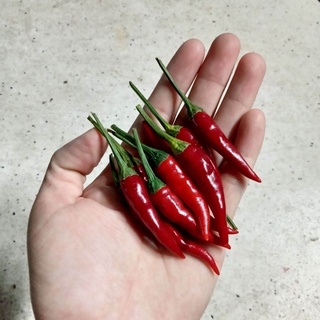 20 Hạt Ớt Hiểm Siêu Cay (Ớt Chỉ Thiên)