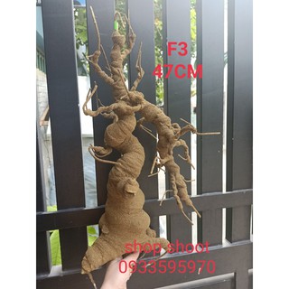 Gốc bonsai nghiêng f3