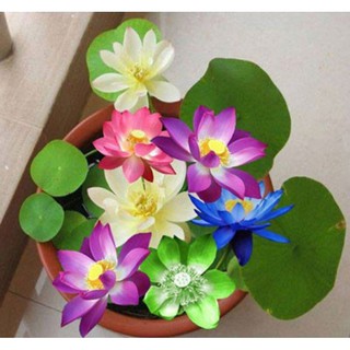 5 Hạt giống Sen nhật mini nhiều màu (kèm hướng dẫn)