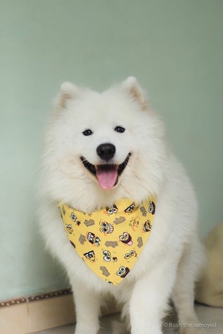 Khăn yếm hoạt hình cute cho Cún