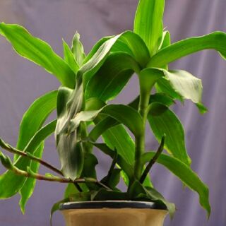 Cây lược vàng