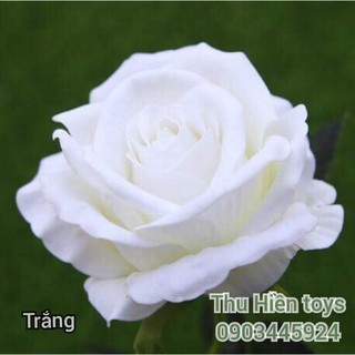 Hoa Hồng Nhung  Hoa Lụa Cao Cấp (51cm)