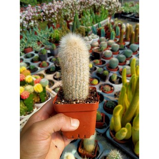 Xương rồng trụ , được chọn mẫu