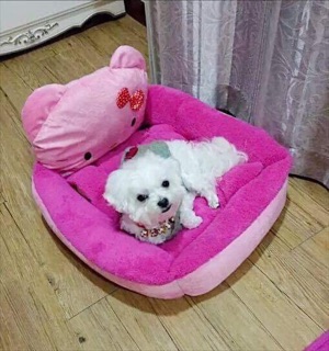 Nệm hình thú cho cún mèo 🐼🐶🐯🐸