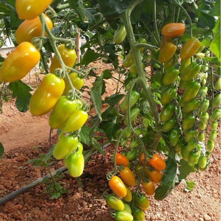 Hạt giống Cà Chua Trái Cây Nova