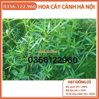 100g Hạt giống cỏ đậu STYLO- cỏ chăn nuôi