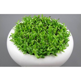 Hạt Giống Cỏ May Mắn - 100 Hạt
