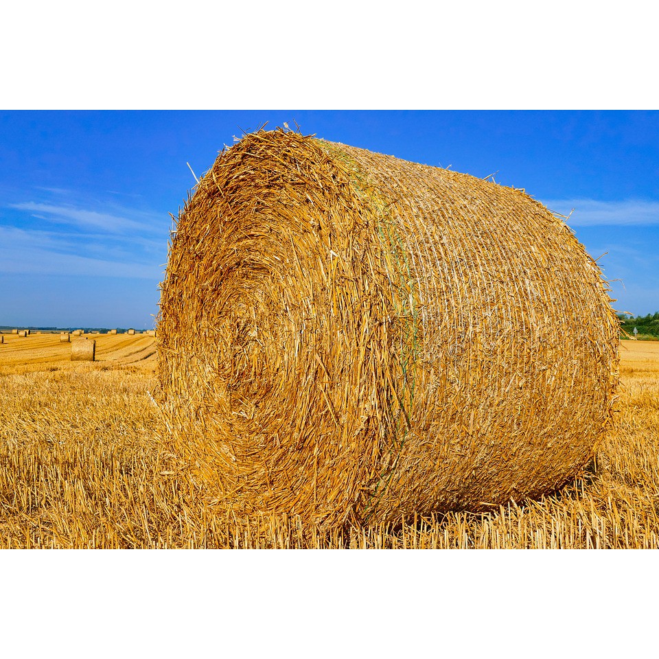 Cuộn rơm rạ khô dành cho nuôi trâu bò trồng nấm đa dạng kích thước số lượng lớn giá rẻ tại xưởng