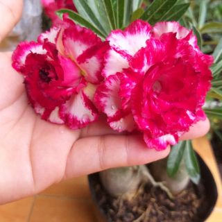 Cây sứ thái ghép