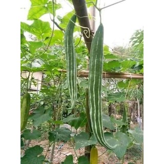 100 hạt giống lặc lè ( mướp mèo )