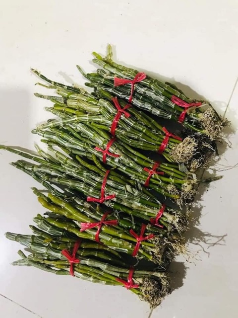 Lan long tu xuân,đá trắng,đá tím 100g - 35k