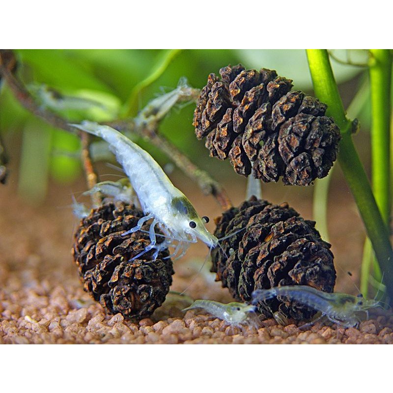 Trái thông Alder Cones (Túi 10 trái) | Giảm pH nước, kháng khuẩn, giảm stress cho cá tép thủy sinh