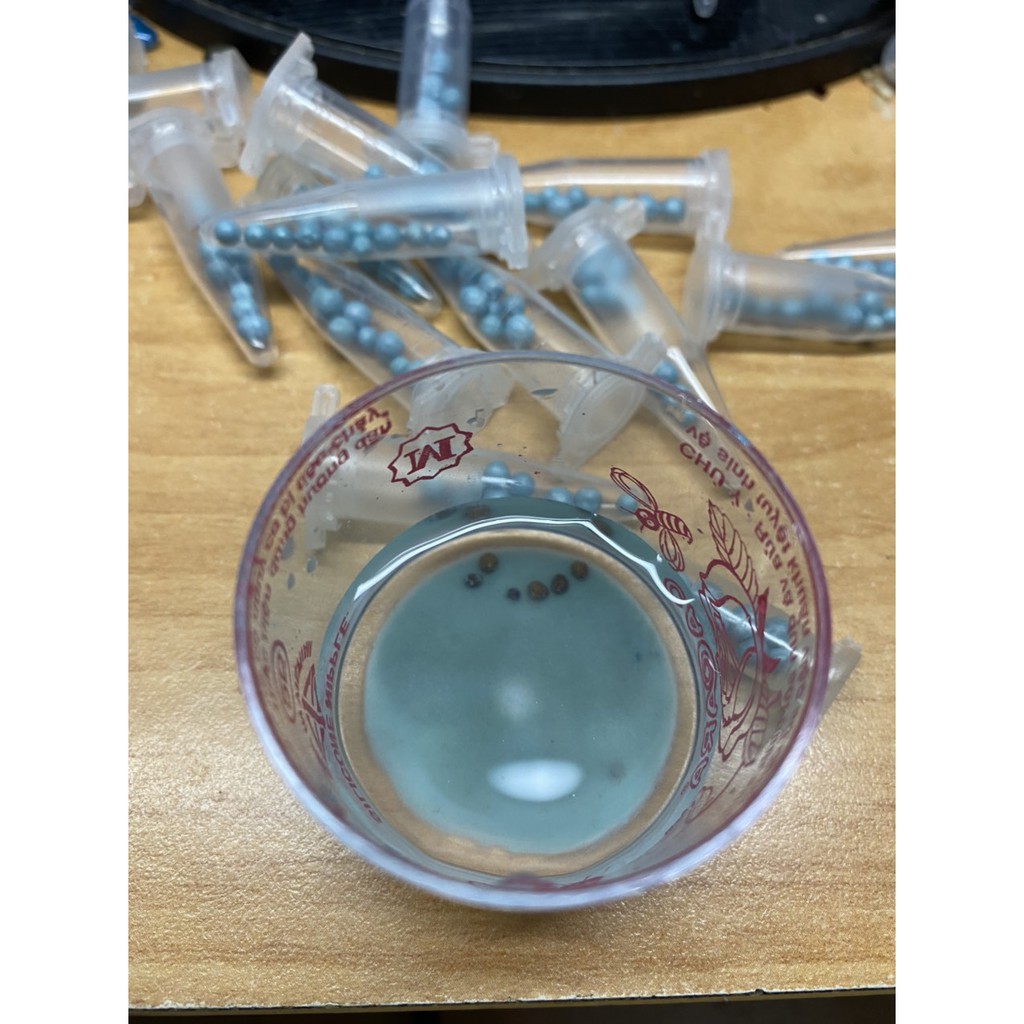 HẠT GIỐNG CỎ ĐỒNG TIỀN - 1 GÓI