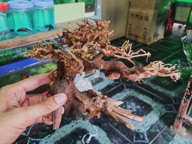 CÂY BONSAI CÓ TÁN TRANG TRÍ HỒ CÁ THỦY SINH NON BỘ 16x8x16cm
