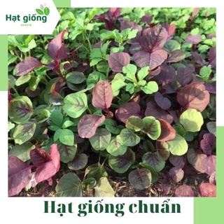 Hạt giống rau dền 3 màu dễ trồng, nảy mầm tốt, trồng quanh năm 20g (Rạng Đông)