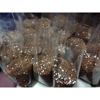 Trà Gạo Lứt rang chín (500g)