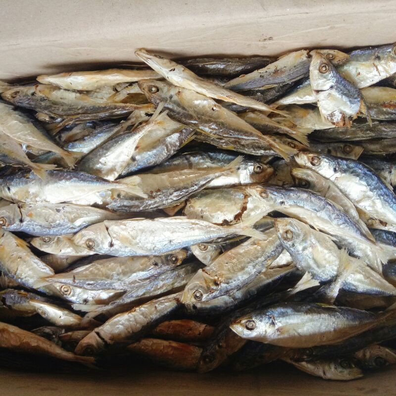 Khô cá nục hấp nhạt loại nguyên con nhà làm, cá nục gai, nục chuối ngon - cá Nghệ An