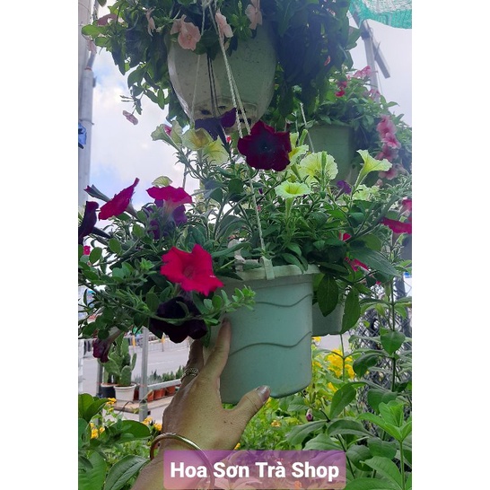 (Q.8 - GIAO 1-3H) HOA DẠ YẾN THẢO, chậu treo, có nhiều màu.
