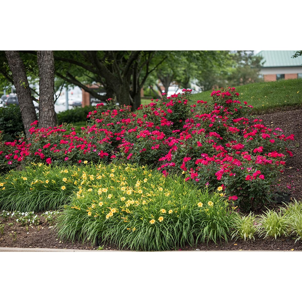 HẠT GIỐNG HOA HỒNG CỔ VÂN KHÔI Rose Knockout trong chậu 2 Gallon (Đỏ)