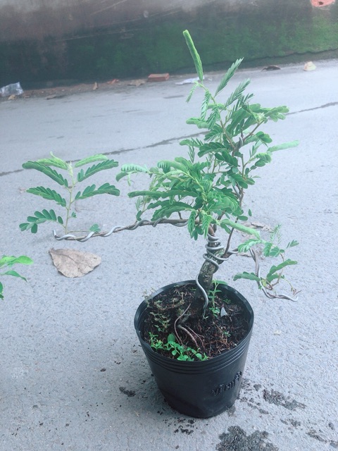 Cây Me Bonsai