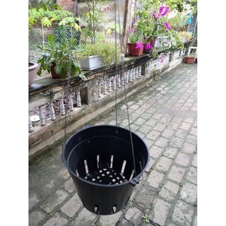 chậu nhựa trồng Lan đen phi 12 đến phi 18