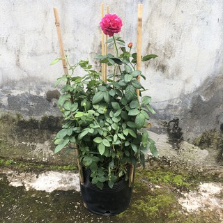 [Cây giống hoa] Hồng bụi Ligare 230 size chậu C10