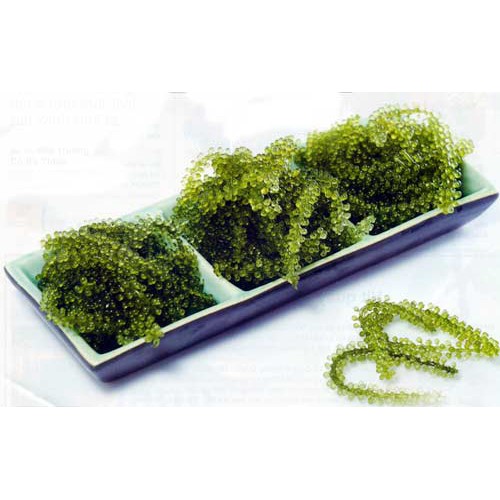 [Hàng chuyên dùng] Rong Nho Muối - 100 gram (Ngâm nước nở 300 gram rong nho tươi)