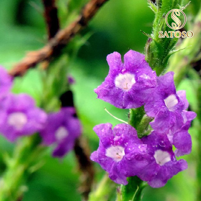 Cây chuột đuôi khô ( mạch lạc ) lợi tiểu tốt cho sức khỏe SATOSO 1kg SA68