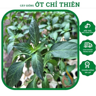 Cây giống Ớt Chỉ Thiên giống cay thơm