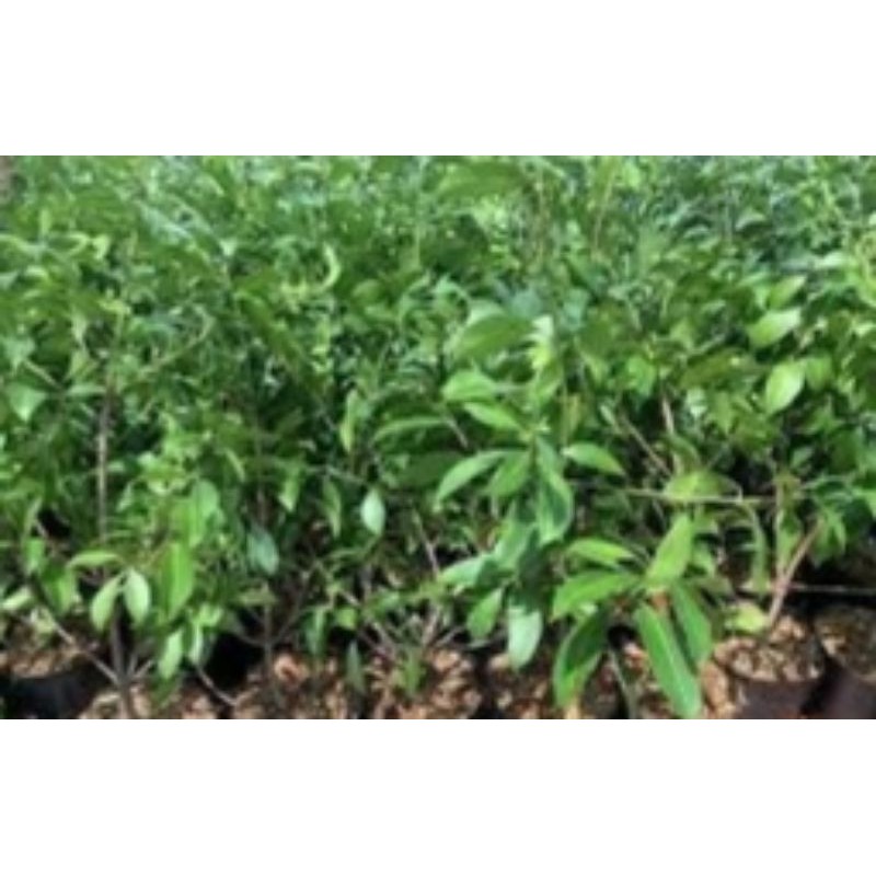 Cây giống Thanh Trà Ngọt TháiLan cao 70-80cm chiết cành.