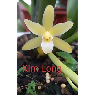 Kiếm giống các loại