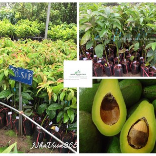 Cây giống bơ sáp ghép cành quả thơm bổ dưỡng (ảnh thật cây giống có sẵn tại vườn)