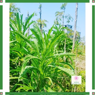 Cây Ngải dại loại có cả thân lá điều trị viêm da cơ địa 1 kg