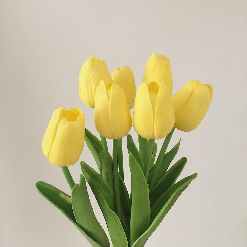 Hoa tulip - PHỤ KIỆN CHỤP Ảnh FLATLAY