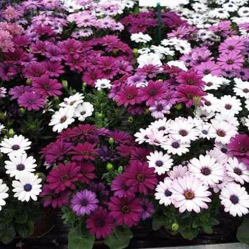 Hạt Giống Hoa Cúc Châu Phi F1 loại siêu dễ trồng dễ chăm sóc kháng sâu bệnh [ gói 50gram , 100gram, 200gram]