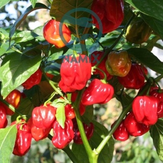 Ớt siêu cay Habanero