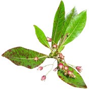 BOIS DE ROSE BIO  TINH DẦU GỖ HỒNG HỮU CƠ