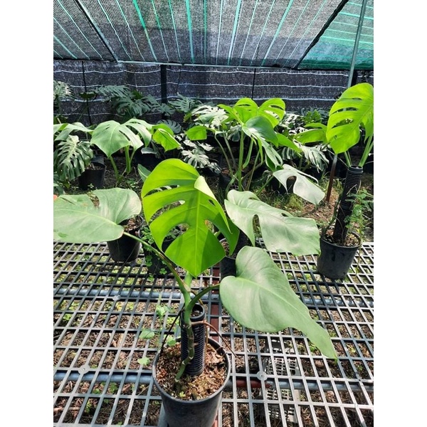 Trầu Bà Lá Xẻ Dòng Leo - Monstera Borsigiana