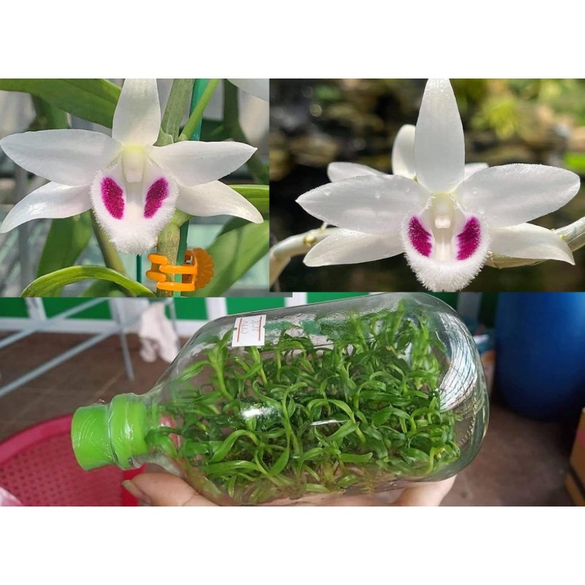 chai mô năm cánh trắng bạch tuyết bạch tuyết khỏe đẹp 1 chai 40 cây