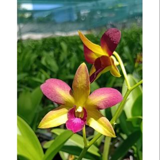 Hoa lan dendro màu vàng cánh hồng cây trưởng thành
