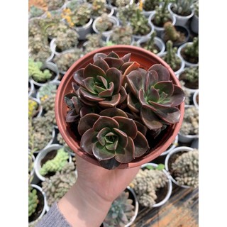 Sen đá Nhật Nguyệt chậu nhựa size trung