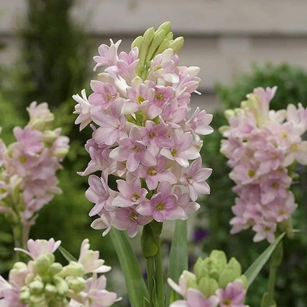 Combo 10 CỦ  HUỆ THƠM CÁNH KÉP mix đủ màu