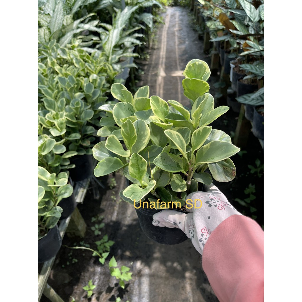 Cây trường sinh cẩm thạch