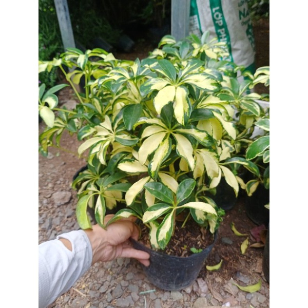 Cây ngũ gia bì cẩm thạch cao 30cm