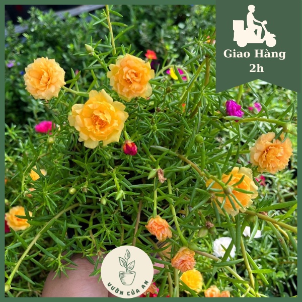 Hoa mười giờ cánh kép, cây giống trưởng thành đã ra hoa, cây cảnh trồng trang trí sân vườn, sai hoa, dễ trồng, vườn của